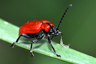 Lilioceris lilii Lilioceris lilii